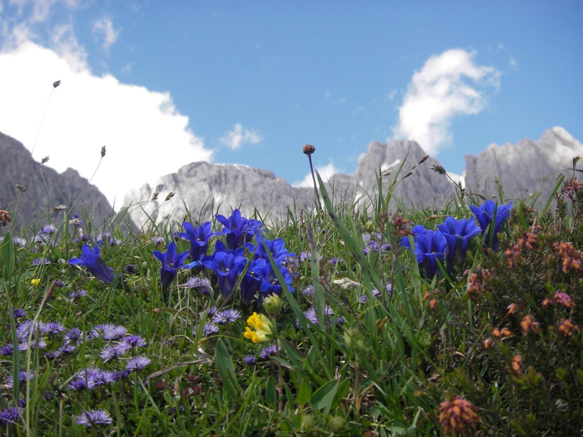 شقة Molteraugut Mühlbach am Hochkönig المظهر الخارجي الصورة