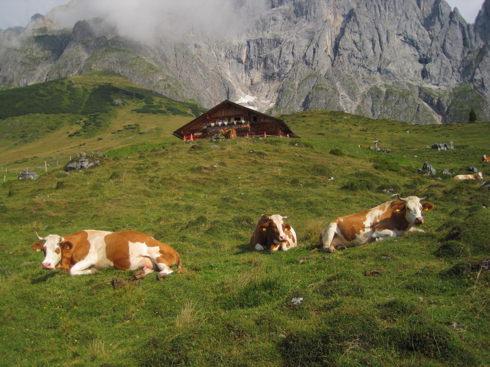 شقة Molteraugut Mühlbach am Hochkönig المظهر الخارجي الصورة